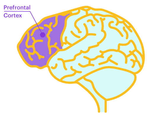 illustration of prefrontal cortex of brain