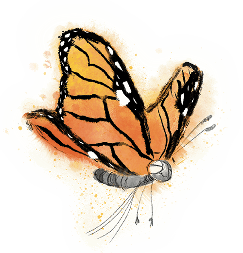 illustration of butterfly